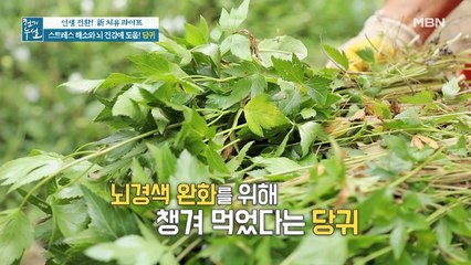 스트레스 해소와 뇌 건강에 도움되는 '당귀'