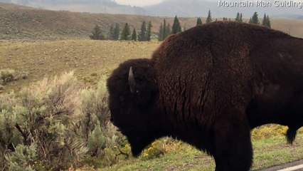 Bison Defends His Territory During Mating Season
