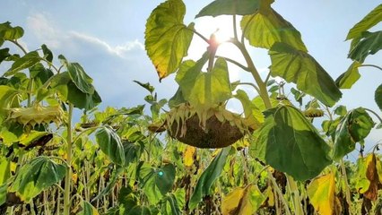 Tescilli ay çekirdeği hasadı başladı