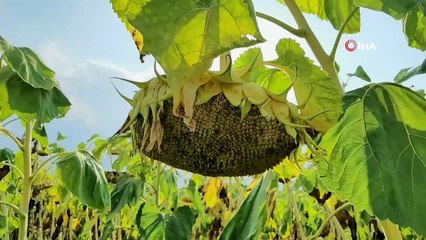 Tescilli ay çekirdeği hasadı başladı