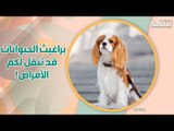 هكذا تتخلصون من براغيث الحيوانات في البيت! قد تنقل لكم الأمراض!