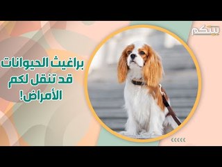 هكذا تتخلصون من براغيث الحيوانات في البيت! قد تنقل لكم الأمراض!