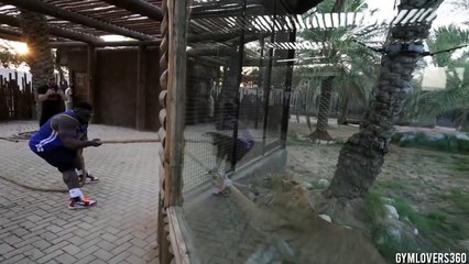 Tir à la corde entre un Ligre et un bodybuilder