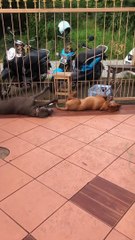 Pups Peacefully Passed Out