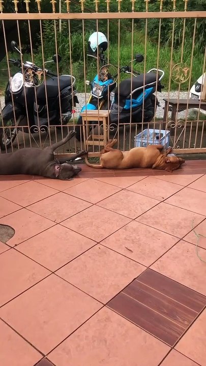 Pups Peacefully Passed Out