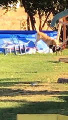 Dog Saves Puppy Pal From Pool