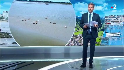 Normandie : les phoques, attraction touristique de l'été