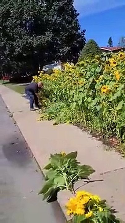 Les tournesols ont été retirés en entier le 14 août. (Vidéo gracieuseté)