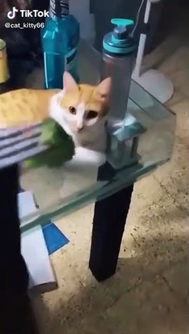 Lovely Cat, black cat, cats, funny cats, funny cat videos 1681
