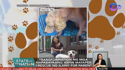 Transformation ng mga napabayaang Aspin matapos i-rescue ng ilang fur parent | SONA