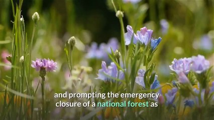 ‘They just can’t stop these fires’ Caldor Fire explodes as California’s