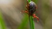 Dangers of Lyme disease and how to prevent them