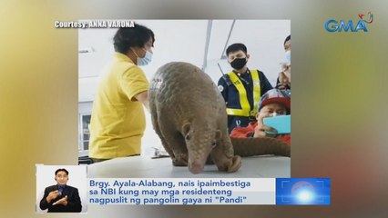 Brgy. Ayala-Alabang, nais ipaimbestiga sa NBI kung may mga residenteng nagpuslit ng Pangolin gaya ni 'Pandi' | Saksi