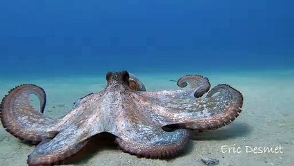 Octopus Swimming on the Ocean Floor