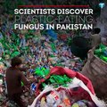 Scientists discover plastic-eating fungus in Pakistan