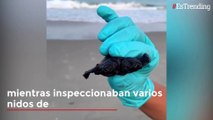 Cuatro ojos y dos cabezas: la extraña cría de tortuga marina hallada en EE.UU.