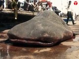 Whale shark caught off Chashma Goth beach