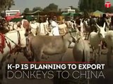 K-P govt planning to export donkeys to China