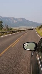 Bustling Bison Family Charges Down Road