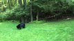 Friendly Bear Becomes a Gardener