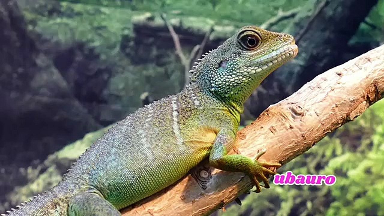 Real_beautiful_amazing(360p)