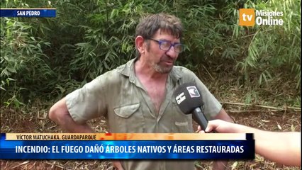 Incendio: el fuego dañó árboles nativos y áreas restauradas
