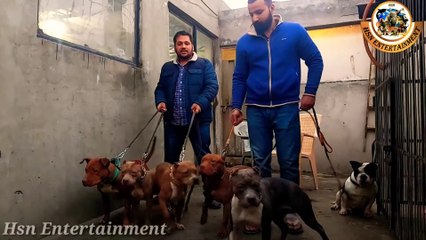 27 Pitbull Dog Male And 16 Puppy Puppy In Punjab