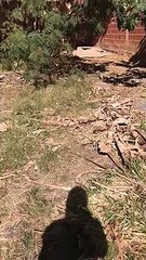 Jardim Ingá: advogada mostra local em que pitbull vivia, sem comida e água