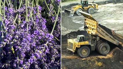 How lavender farms can help restore land that's been ruined by years of coal mining