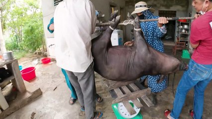 Đẳng Cấp Lợn Bản Đáng Đồng Tiền Bát Gạo
