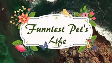 if your cat is John Cena 2  Funny Animals Videos