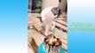 Funny and Cute Cats Life  Cats and Owners are the best friends Videos....