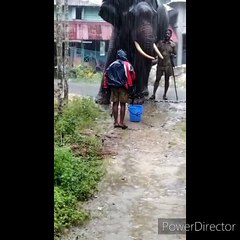 Elephant of andaman and nicobar island