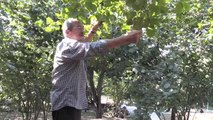 ZONGULDAK - 80 yaşında fındık hasadı yapan Muhittin dede çalışma azmiyle örnek oluyor