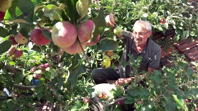 Bir ağaçta 6 çeşit elma yetiştirdi