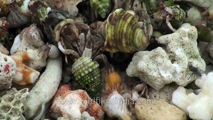 Living sea shells and crabs on the sea shore of Andaman & Nicobar Islands