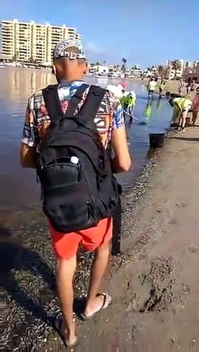 Operarios de Medio Ambiente retirando capazos de peces muertos de las playas del Mar Menos.
