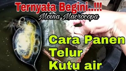 Tonton sampai habis!!,begini cara panen telur kutu air Moina Macrocopa