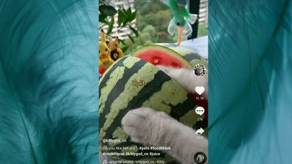 Do you like Watermillon?? #cooking cat #chinise coooking cats fun video #cat coooking food