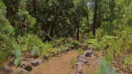 Walking with a dog || Nature || Yatin