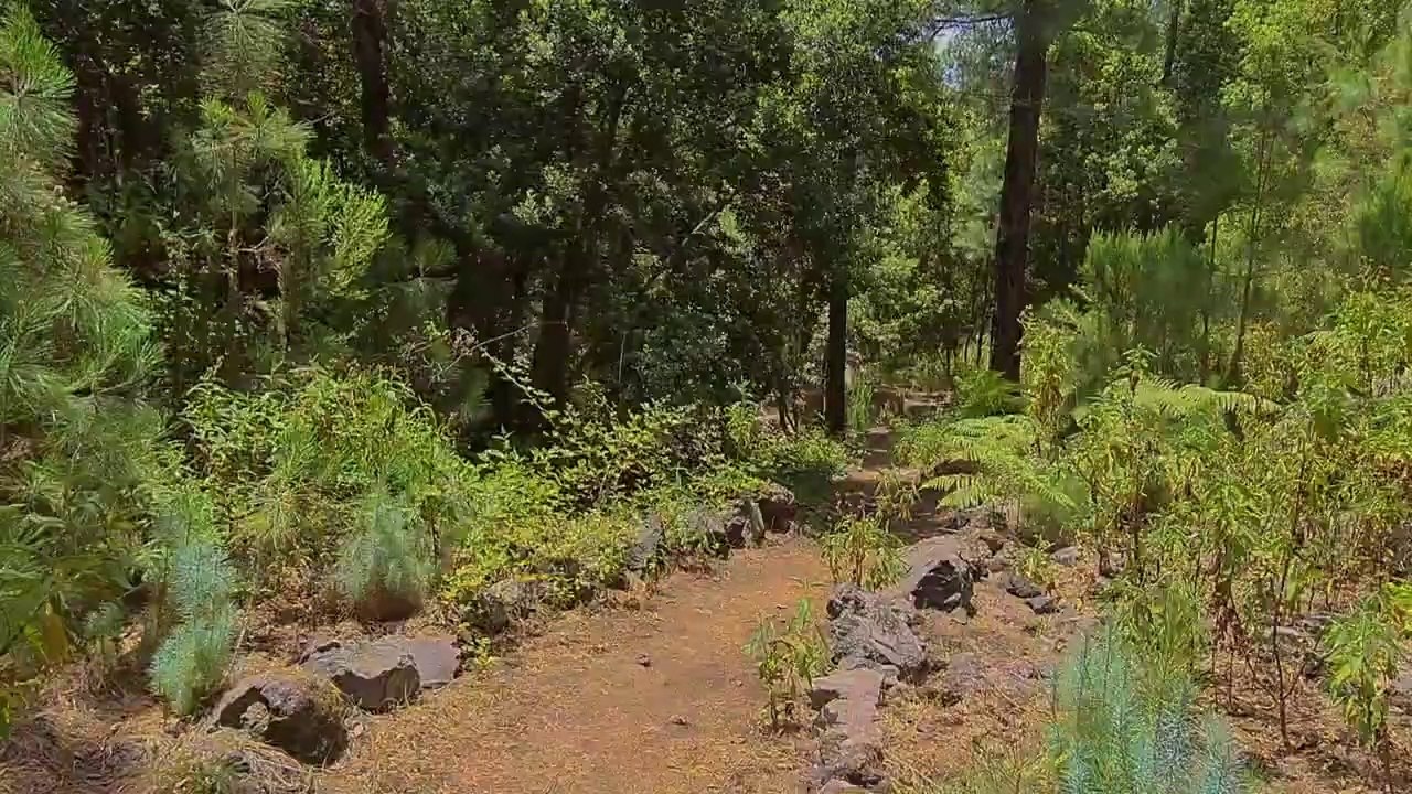 Walking with a dog || Nature || Yatin