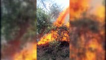 Heybeliada'da çıkan orman yangını kontrol altına alındı
