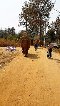 जब हाथी पागल हो जाता है तो इंसान कहीं नजर नहीं आते खतरनाक पागल हाथी पागल हाथी शहर में घुसा