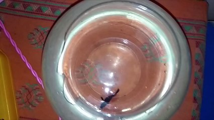 Saving a dying fish by using rock salt