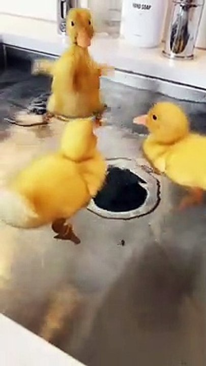 cute ducks