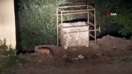 Hayvanlar bu mezbahaneyi mesken tuttu