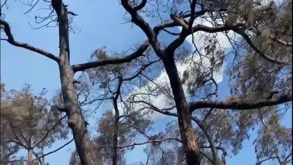 Son Dakika | Heybeliada'daki orman yangını - Soğutma çalışmaları devam ediyor (2)