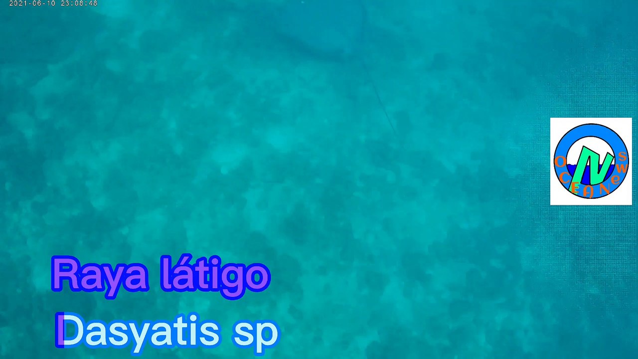 Raya látigo, Dasyatis sp, Playa Hermosa, Guanacaste, Costa Rica.