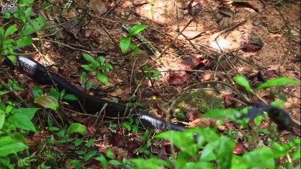 এটাই পৃথিবীর সবচেয়ে বিষাক্ত সাপ - ১ ফোঁটা বিষই যথেষ্ট!  Most Venomous Snakes Eve