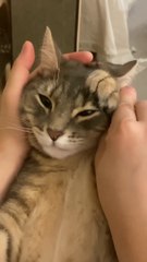 Cute cats doing funny things compilation from TikTok